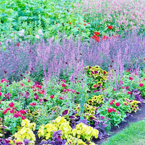 flowers in the garden