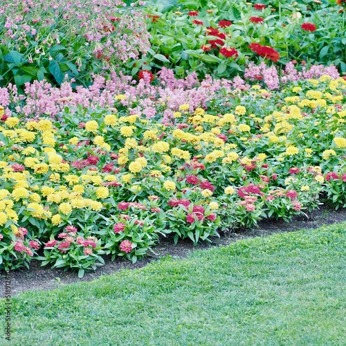 flowers in the garden