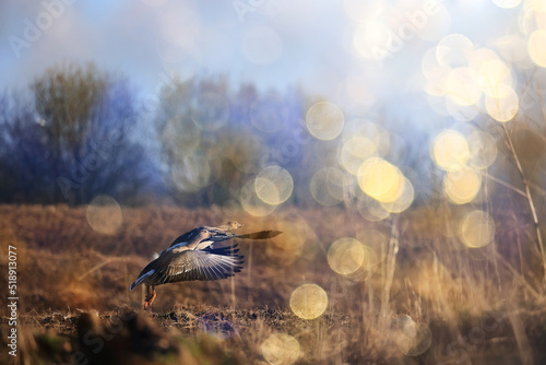 migratory geese flock in the spring in the field © kichigin19