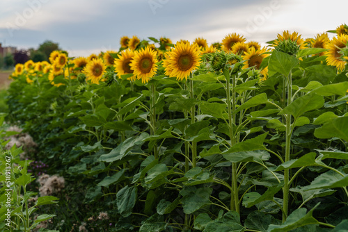 The edge of field with blooming sunflowers in full growth