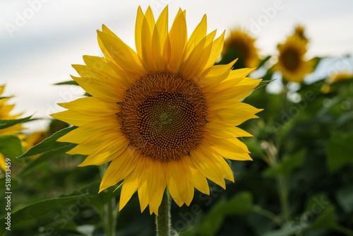 Fototapeta Naklejka Na Ścianę i Meble -  Close-up yellow sunflower in the field 