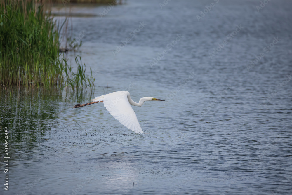 Lovely image of beautiful graceful Great White Egret Ardea Alba in flight over Somerset Levels wetlands during Spring sunshine Lovely image of beautiful graceful Great White Egret Ardea Alba in flight over Somerset Levels wetlands during Spring sunshine