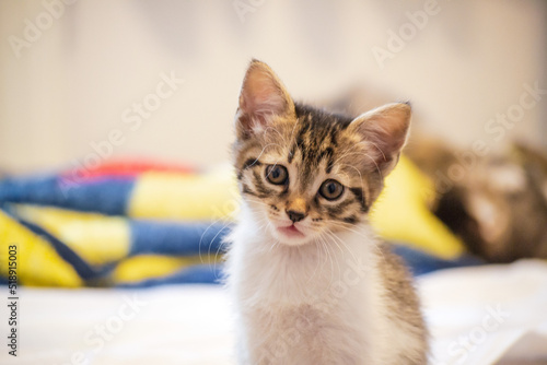 Portrait of a funny beautiful cat with green eyes in the interior, pets
