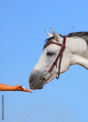 Horse and human. Frienship, ,