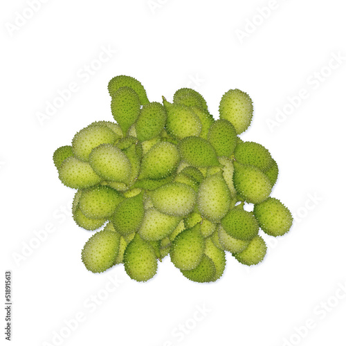 Bilde på lerret pile of fresh spiny gourd isolated on white.
