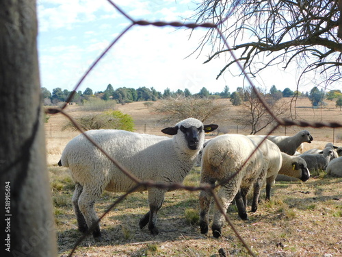 Closeup photo of a Hampshire Down Ewe sheep standing behind a diamond wire fence on a grass field while looking towards the camera.