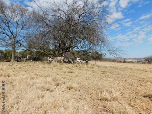 A herd of Hampshire Down Ewe sheep sleeping in the shade under a leafless dry tree on a winter s golden grass field.  The background is a blue sky with scattered white clouds