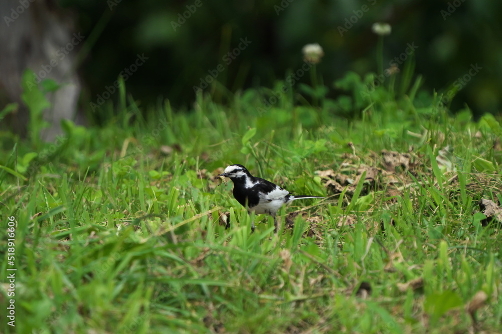 Fototapeta premium 芋虫を捕まえたハクセキレイ