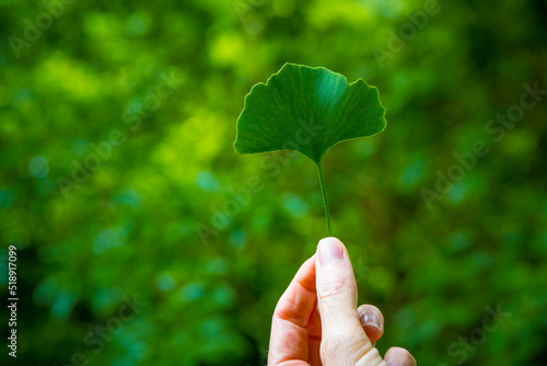 Hand holding Ginkgo leaf rom maidenhair tree photo