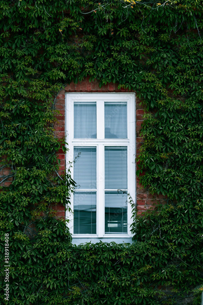 Fototapeta premium window with green leaves