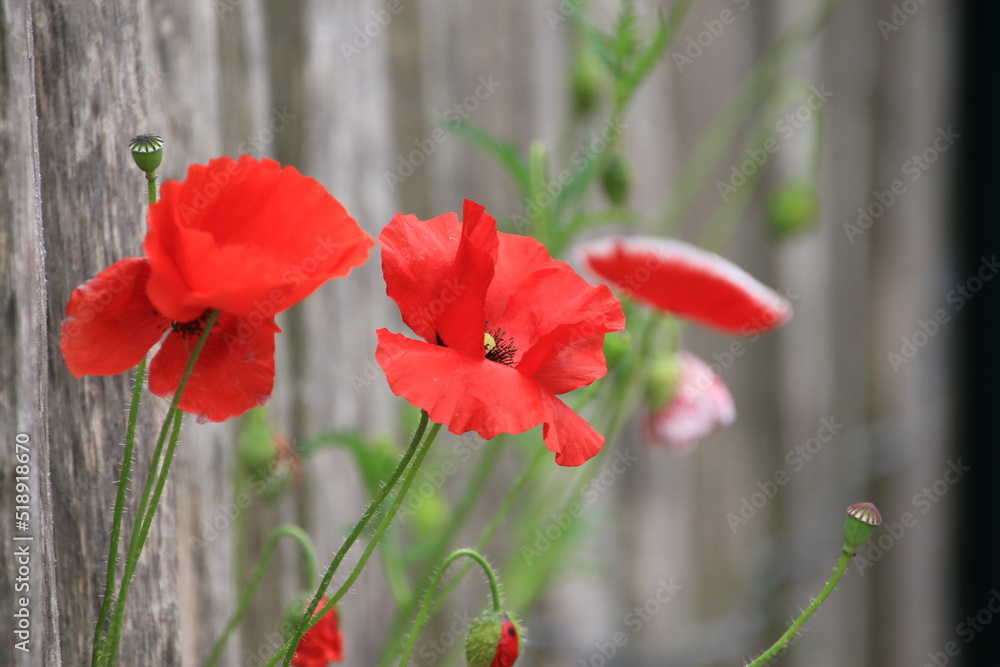 Fototapeta premium Klaschmohn