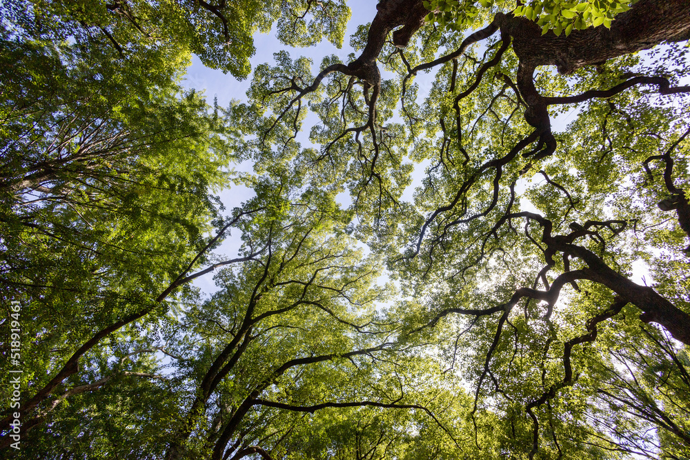 Fototapeta premium Forest