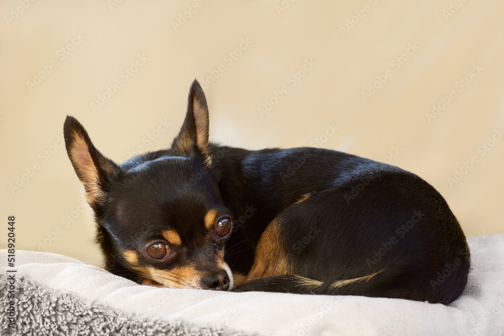 Black chihuahua resting on pillow