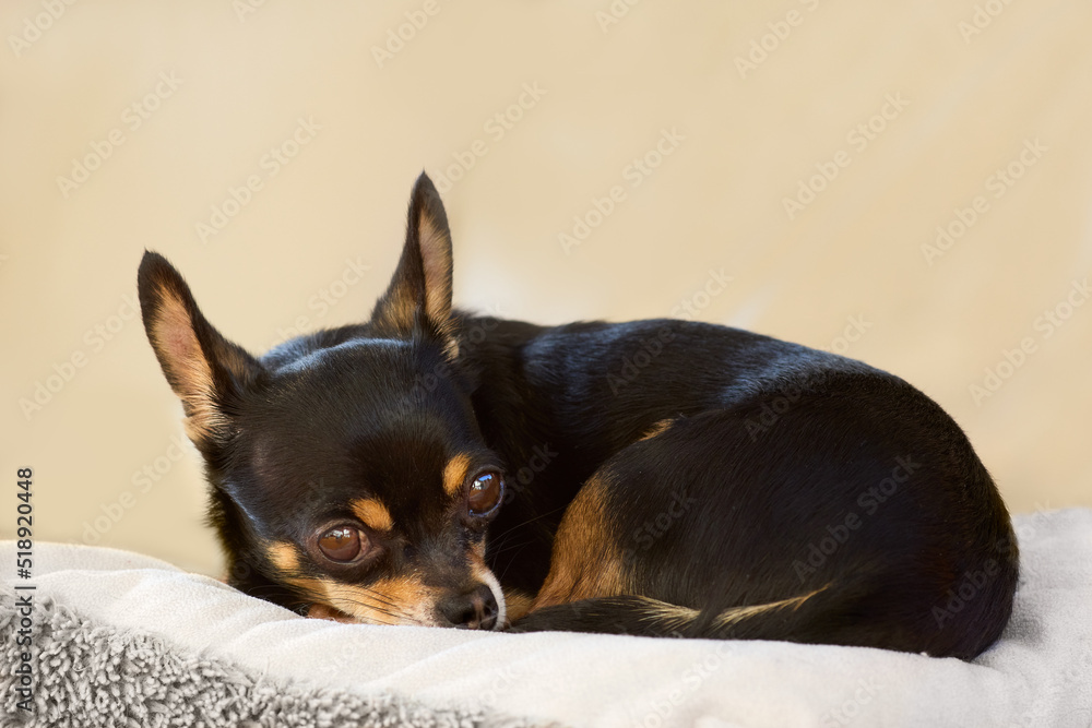 Black chihuahua resting on pillow Black chihuahua resting on pillow