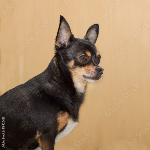 Black short haired chihuahua isolated in studio
