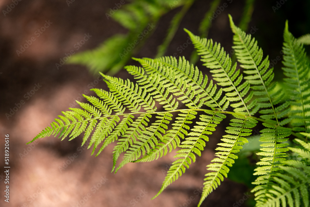 A close up of a fern branch with others blurred in the background. There are many shades of green with deep shadows surrounding.
A close up of a fern branch with others blurred in the background. There are many shades of green with deep shadows surrounding.