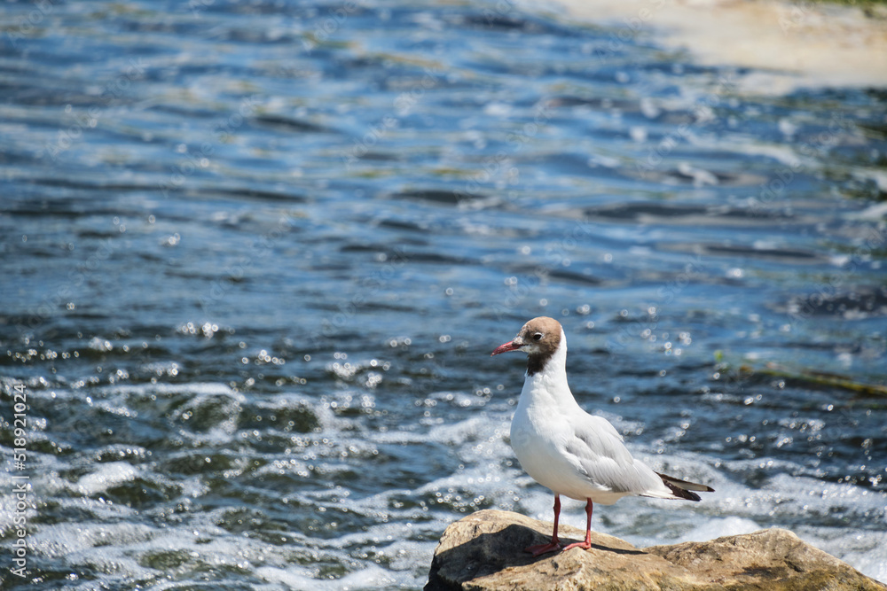 Seagull is sitting stone middle flowing river. Seagull is sitting stone middle flowing river.
