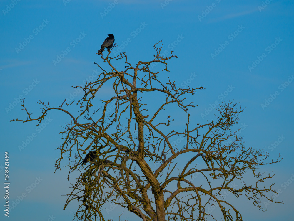 Two ravens on dry tree on dark blue sky background Two ravens on dry tree on dark blue sky background