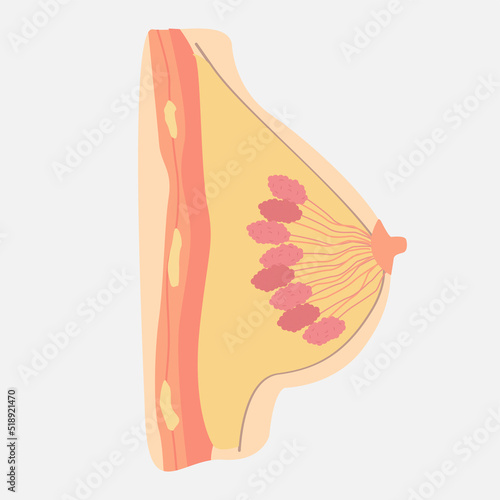 Icon of human internal organs. Icon made in growth style. The viscera of a man. Breasts and mammary glands. Vector eps illustration.