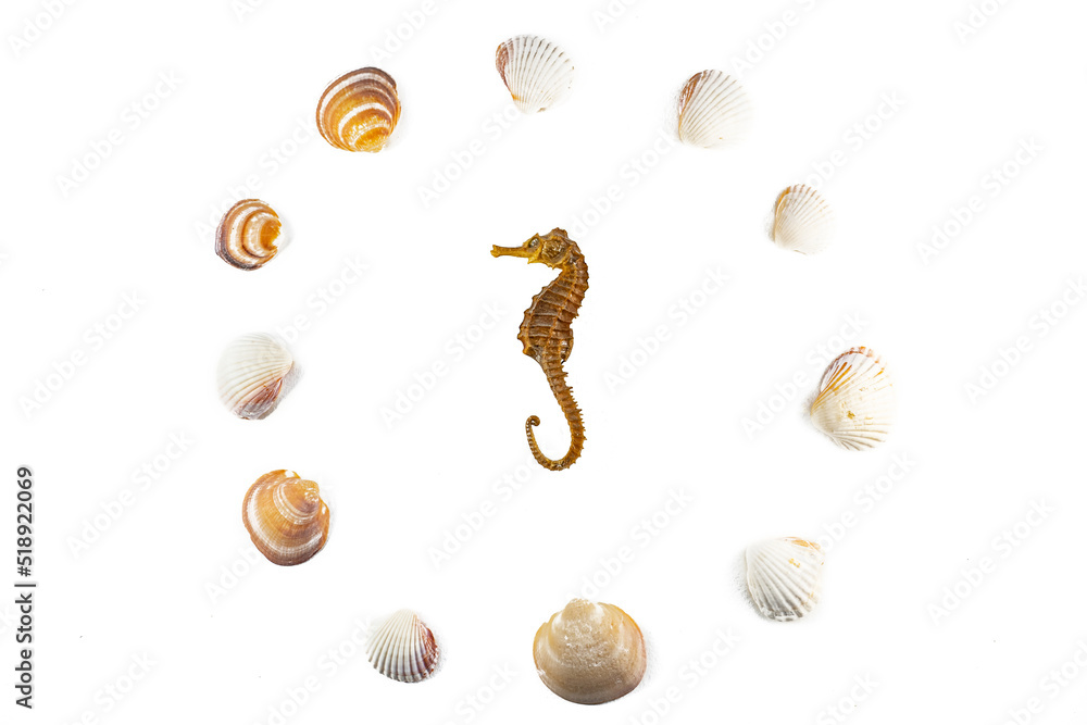 Circle pattern of seashells around a seahorse, isolated on a white background. Plan, top view Circle pattern of seashells around a seahorse, isolated on a white background. Plan, top view