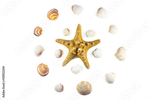 Circle pattern of seashells around a starfish, isolated on a white background. Plan, top view