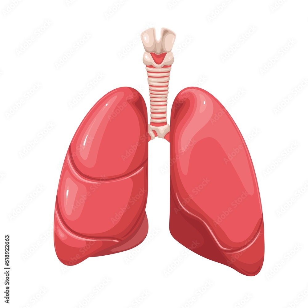 Human lungs, internal organ and part of respiratory system vector illustration. Cartoon isolated healthy model of lungs with trachea and branches into bronchi to study body in anatomy, pulmonology Human lungs, internal organ and part of respiratory system vector illustration. Cartoon isolated healthy model of lungs with trachea and branches into bronchi to study body in anatomy, pulmonology