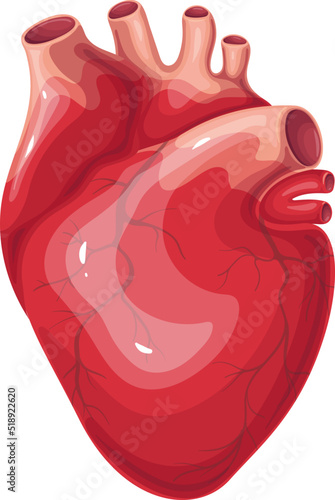 Heart, human organ of blood circulatory system vector illustration. Cartoon isolated internal organ, healthy red heart with muscles, artery and vein to study medical sciences, anatomy and medicine