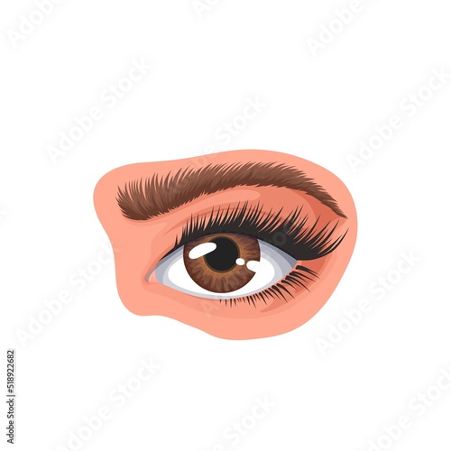Human eye and eyebrow vector illustration. Cartoon isolated female single brown eye with long lashes, eyelid and reflection, pretty model for studying body and face in anatomy, human organ to see