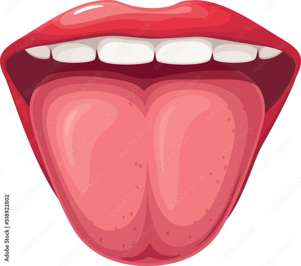 Human Mouth Anatomy Open Mouth Explaining Stock Vector