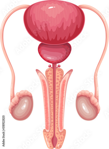 Male reproductive system vector illustration. Cartoon isolated human organs, medical infographic anatomical model for study body health of man and reproduction, puberty education, diseases in medicine