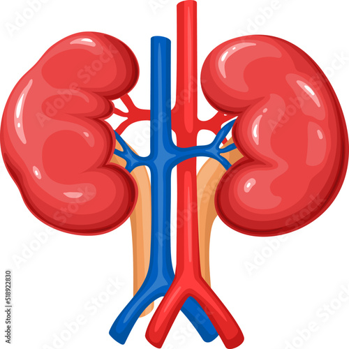 Kidneys, human organ vector illustration. Cartoon isolated healthy right and left kidneys with artery and vein for study body and function of urinary system in anatomy, renal diseases in nephrology