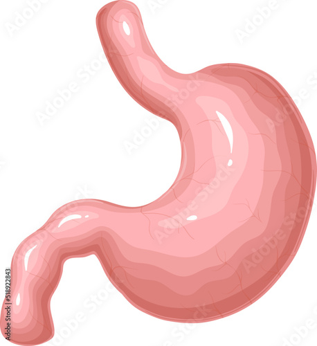 Stomach, human organ of digestive system vector illustration. Cartoon isolated medical model of stomach for study body physiology and function of digestion in anatomy and gastric problems medicine