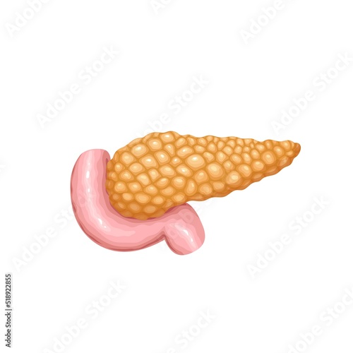 Pancreas, human internal organ of digestive and endocrine system vector illustration. Cartoon isolated model for study function and secretion of pancreas in anatomy, pancreatic diseases in medicine