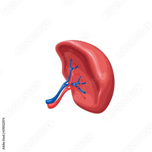 Human spleen vector illustration. Cartoon isolated healthy spleen, internal organ of immune system with artery and vein for studying anatomy, physiology and body health, blood diseases in medicine
