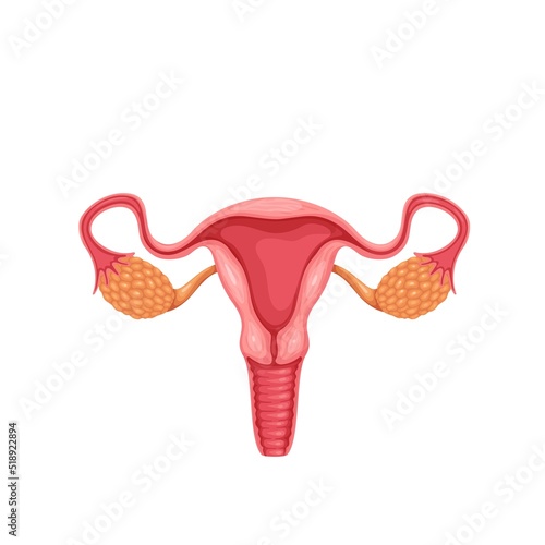 Female reproductive system vector illustration. Cartoon isolated healthy human organs of woman for reproduction, uterus womb with endometrium and cervix, ovary and fallopian tube on anatomy scheme