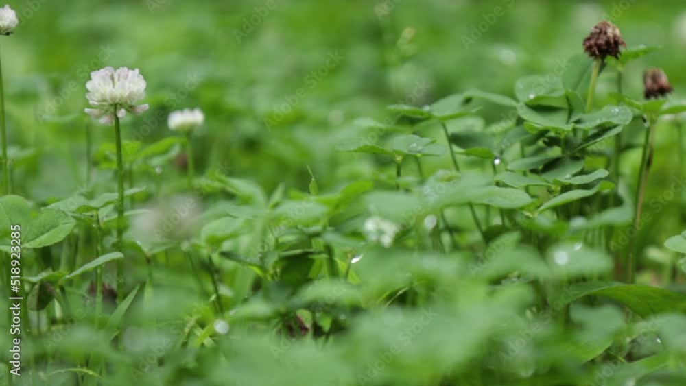 雨の日の草原 葉についた水滴 雨の日の草原 葉についた水滴
