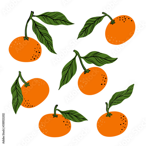 Tropical set orange mandarine and leaves. Hand drawn orange tangerine isolated on white background. for fabric, drawing labels, print, wallpaper of children's room, fruit background