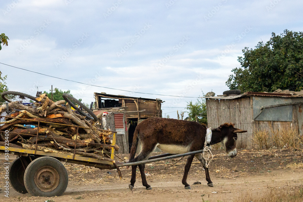 Donkey pulling a cart loaded with firewood Stock Photo Adobe Stock