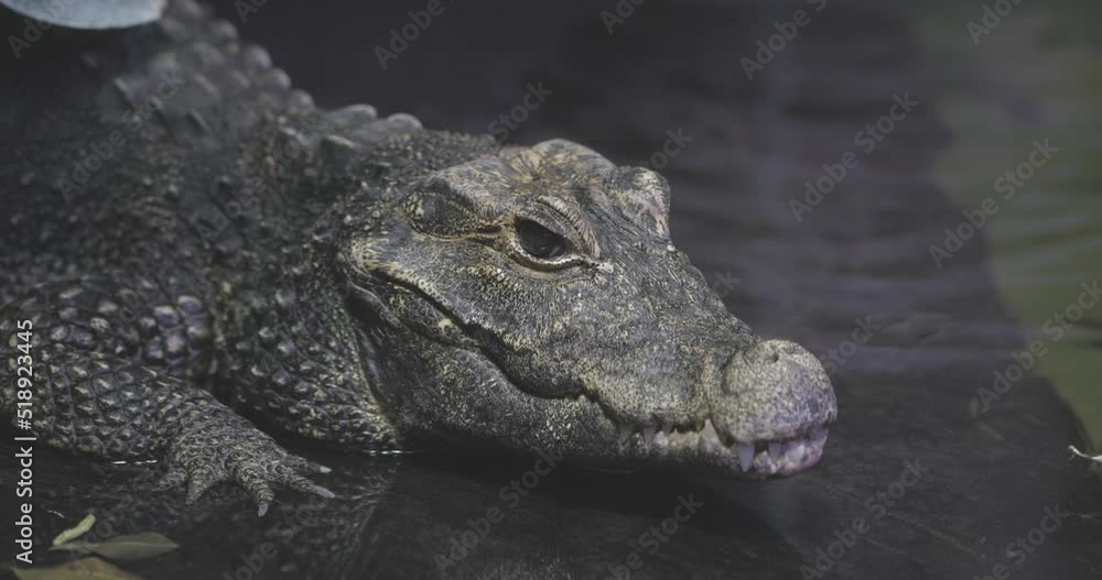 Osteolaemus tetraspis, dwarf crocodile still in the water Osteolaemus tetraspis, dwarf crocodile still in the water