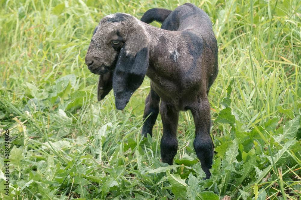 Fototapeta premium Nubian moon spotted goat at summer meadow. 5 days old baby