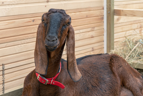 Brown nubian goat with red collar portrait. Looking at camera. Wooden wall and hay in background. Selective focus
