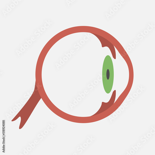 Eye icon on white background. Isolated eye on white background human eye structure. The viscera of a man. Vector eps illustration.