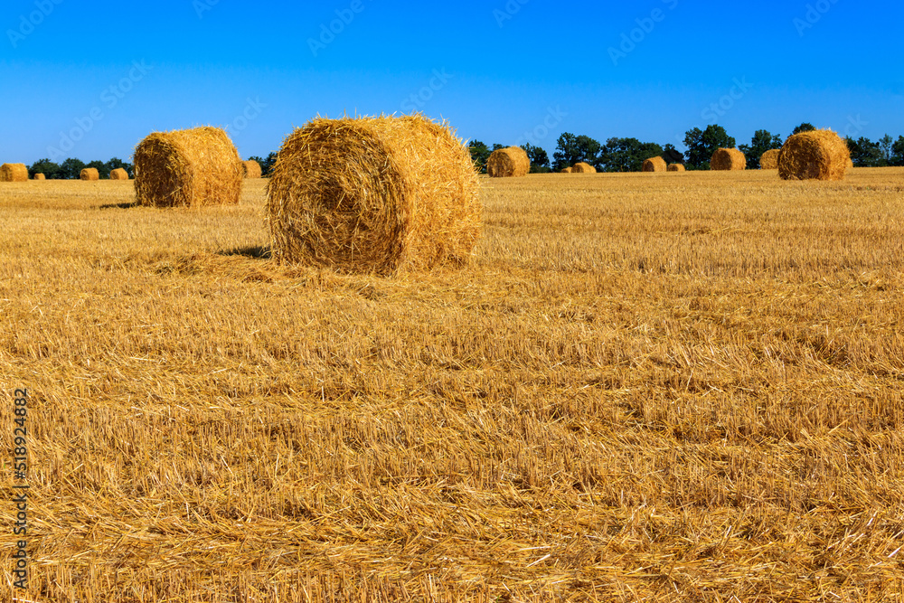 Round straw bales on a field after the grain harvest