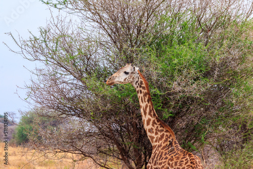 Giraffe eating green leaves from a tree in Tarangire national park  Tanzania