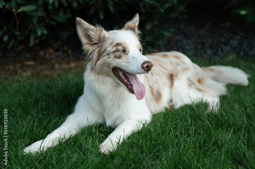 Red merle border collia in the yard