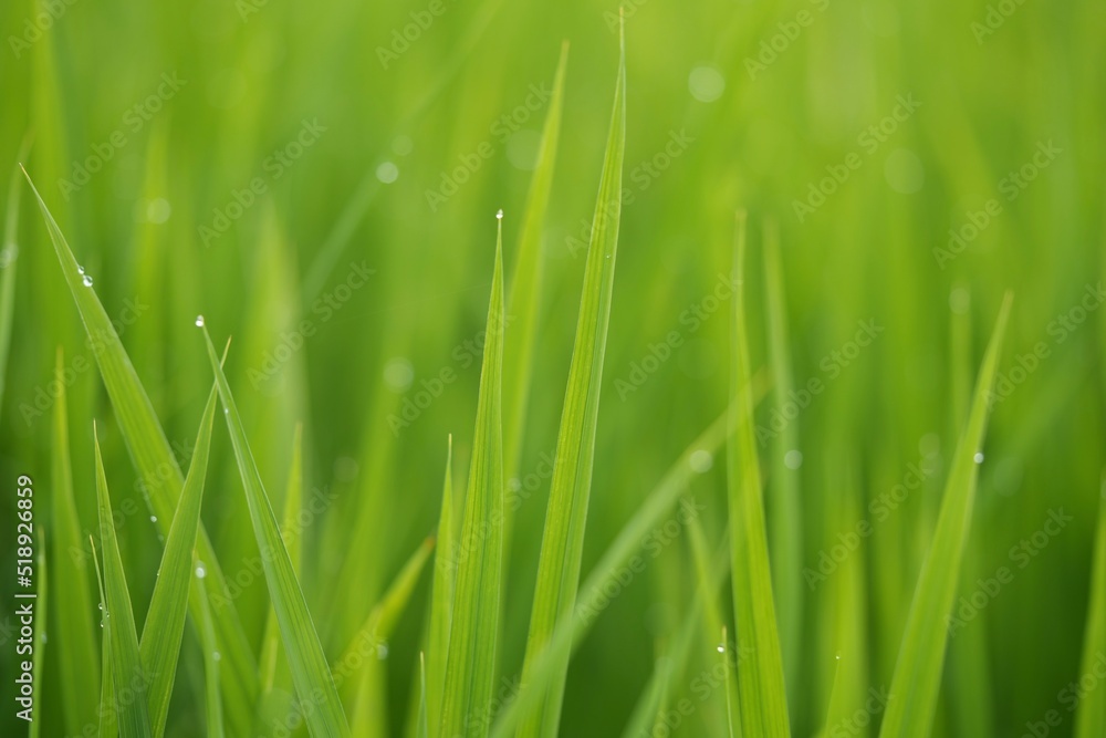 朝露 稲穂 田 日本 朝露 稲穂 田 日本
