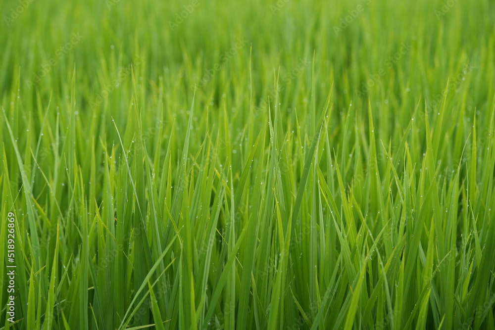 朝露　稲穂　田　日本