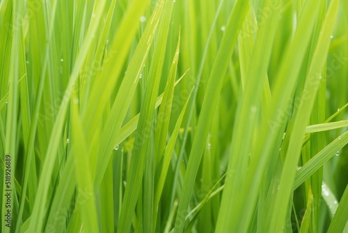 朝露　稲穂　田　日本