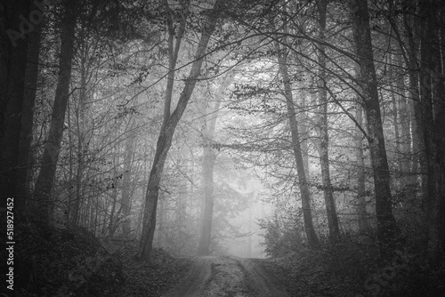 Dark autumn forest, romantic, misty, foggy landscape