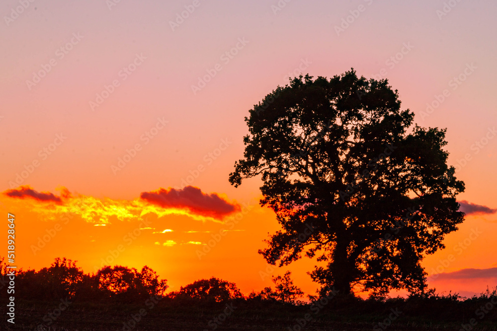 silhouette of a tree at sunset silhouette of a tree at sunset